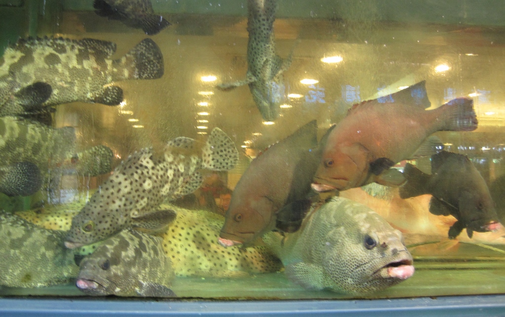 Fish in a tank Hong Kong 2010